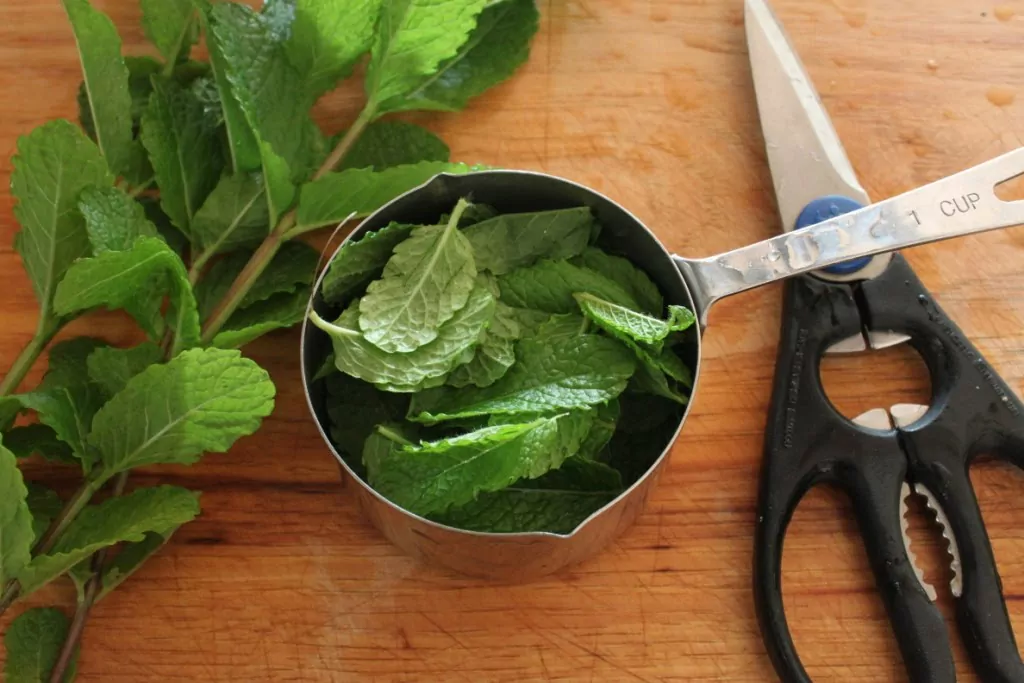 Мятный настой при рвоте