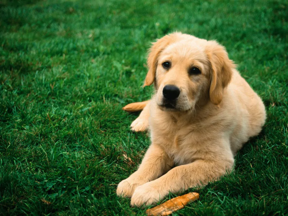 Как происходит заражение? Как происходит заражение?